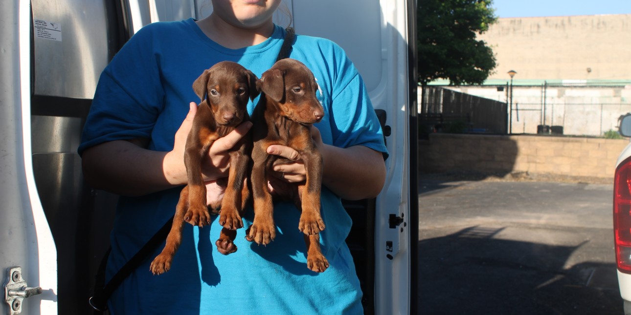49 Dogs Removed From Licensed Breeder In Washington County: Investigation Underway 49 Dogs Removed From Licensed Breeder In Washington County: Investigation Underway