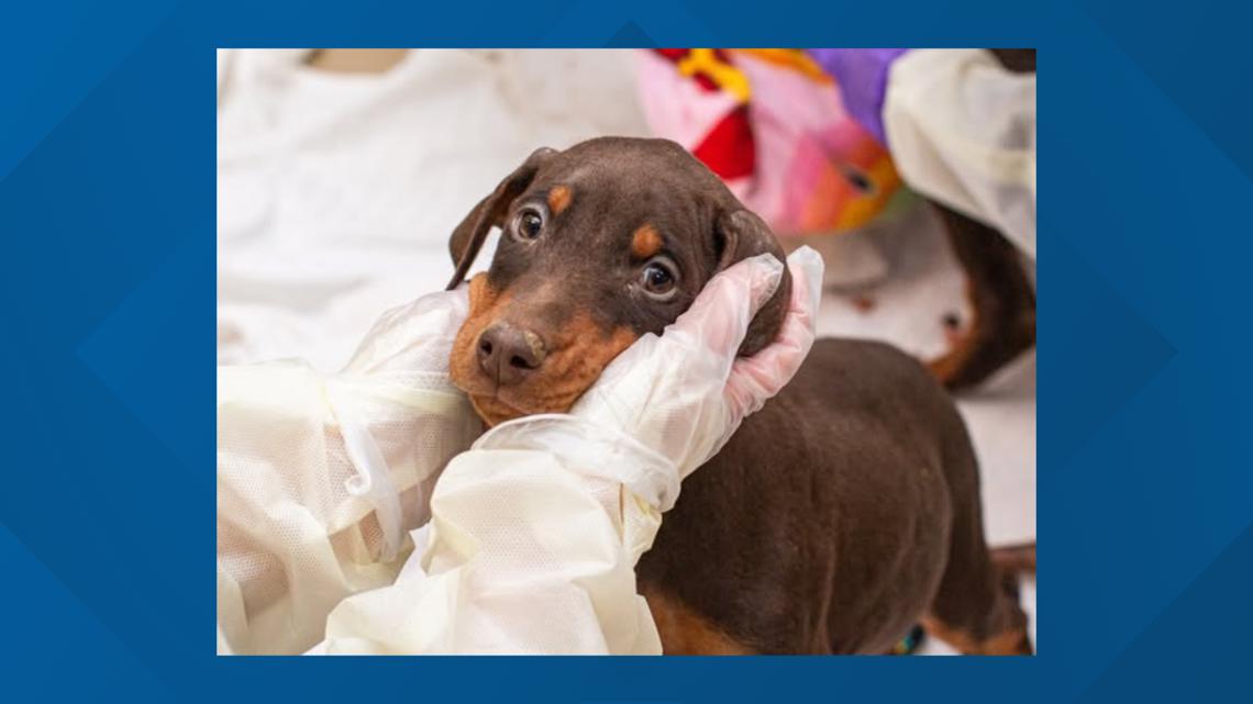 49 Dogs Seized From Washington County Breeder: Details Emerge 49 Dogs Seized From Washington County Breeder: Details Emerge
