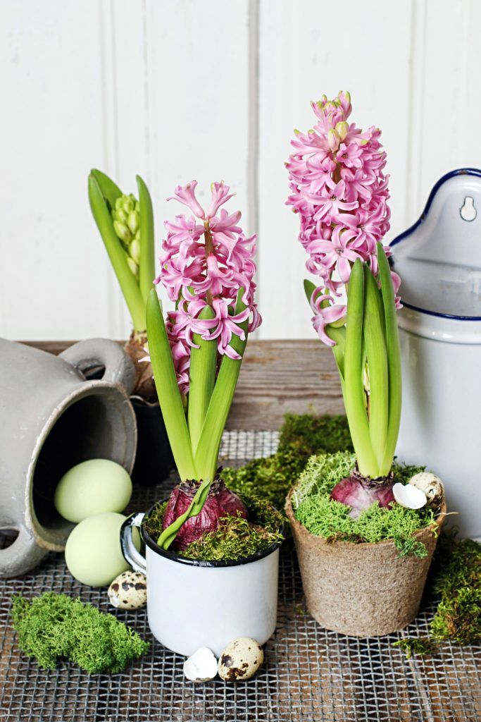 A Gardener's Guide To Planting Hyacinth Bulbs For Spring Blooms A Gardener's Guide To Planting Hyacinth Bulbs For Spring Blooms