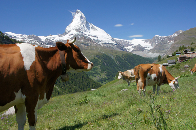 Airlift Operation Saves Cows In Remote Swiss Location Airlift Operation Saves Cows In Remote Swiss Location