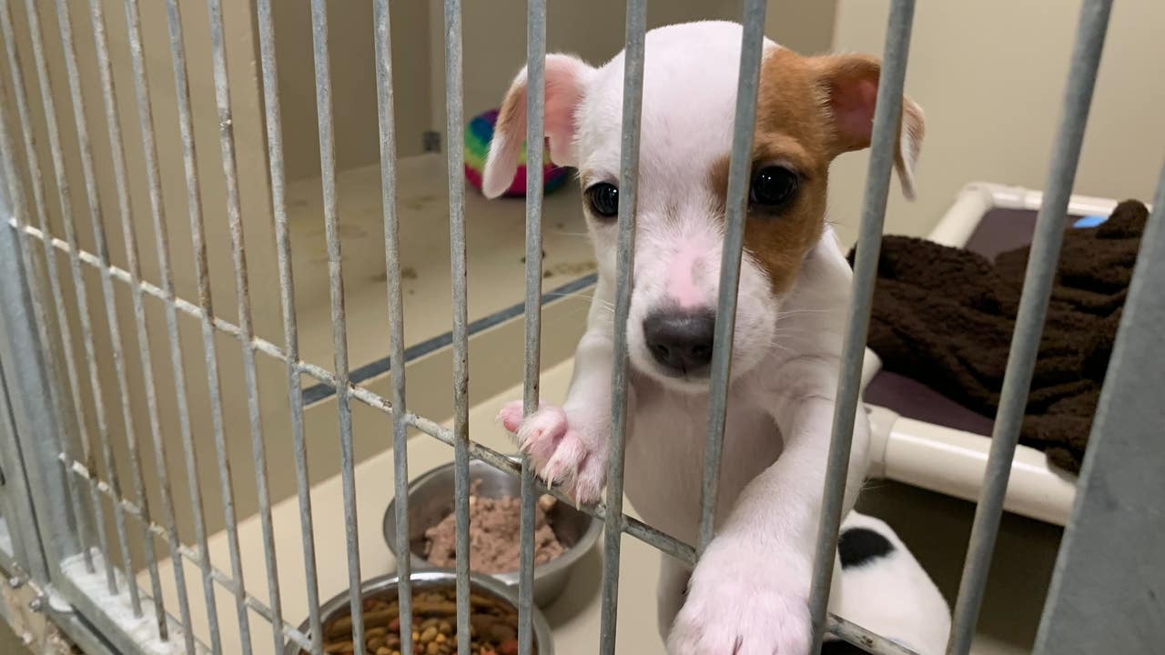 Animal Welfare Officials Remove 49 Dogs From Washington County Facility Animal Welfare Officials Remove 49 Dogs From Washington County Facility