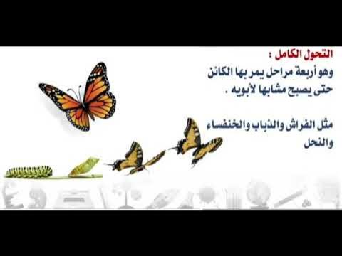 انتقال جيسوس لفلامنغو: رأي الشمراني في الفيديو الكامل انتقال جيسوس لفلامنغو: رأي الشمراني في الفيديو الكامل