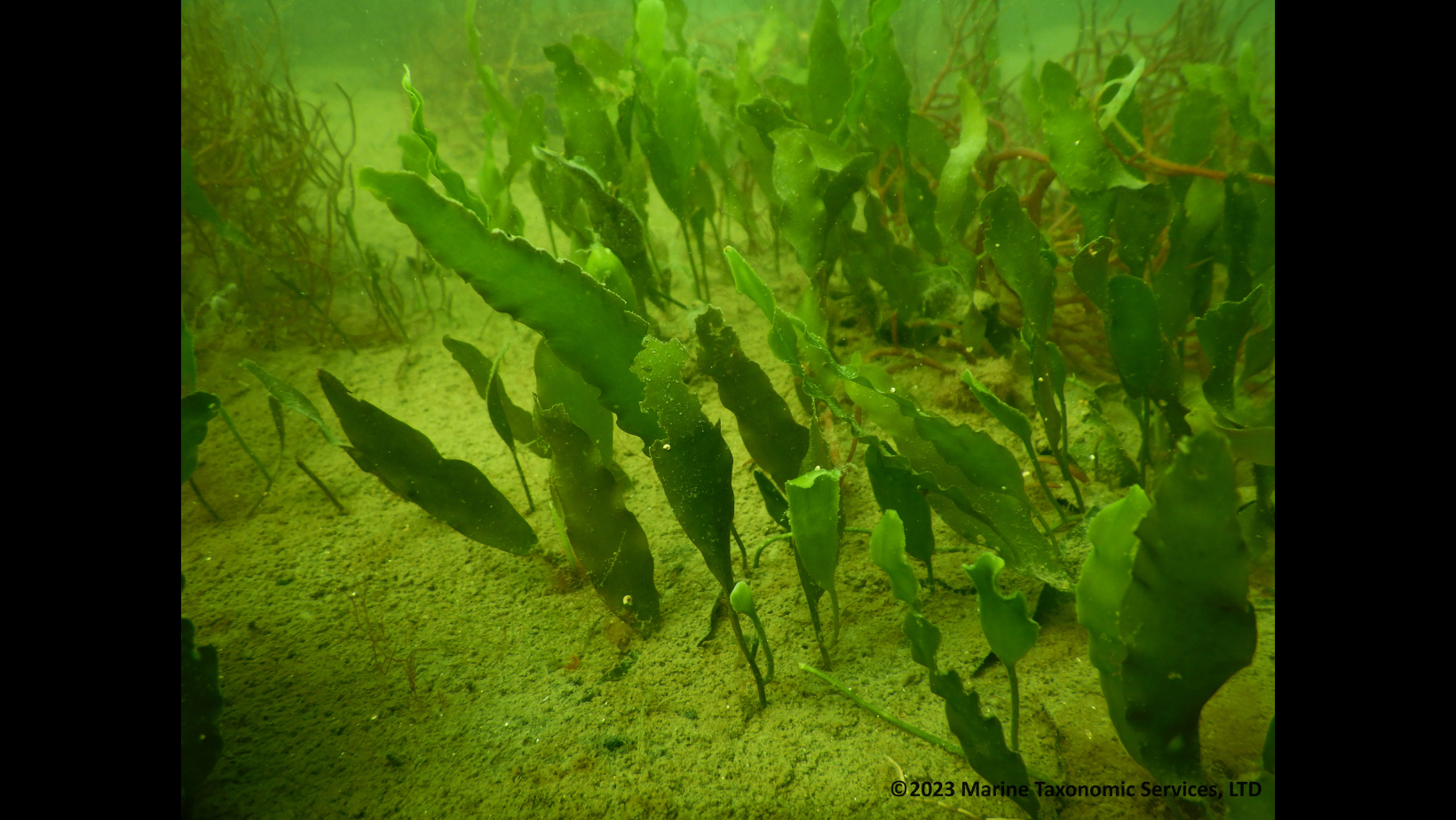 Australia's Marine Fauna Under Siege: The Invasive Seaweed Problem Australia's Marine Fauna Under Siege: The Invasive Seaweed Problem
