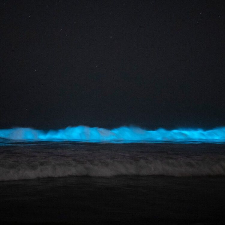 Bioluminescent Wave Watching In Southern California: Spring And Fall Viewing Guide Bioluminescent Wave Watching In Southern California: Spring And Fall Viewing Guide