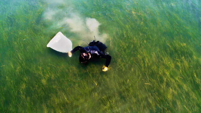 Boosting Scotland's Coastal Ecosystem: Seagrass Restoration Bids Boosting Scotland's Coastal Ecosystem: Seagrass Restoration Bids