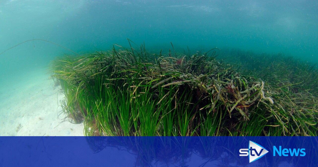 Boosting Scotland's Coastline: Seagrass Planting Initiatives Boosting Scotland's Coastline: Seagrass Planting Initiatives