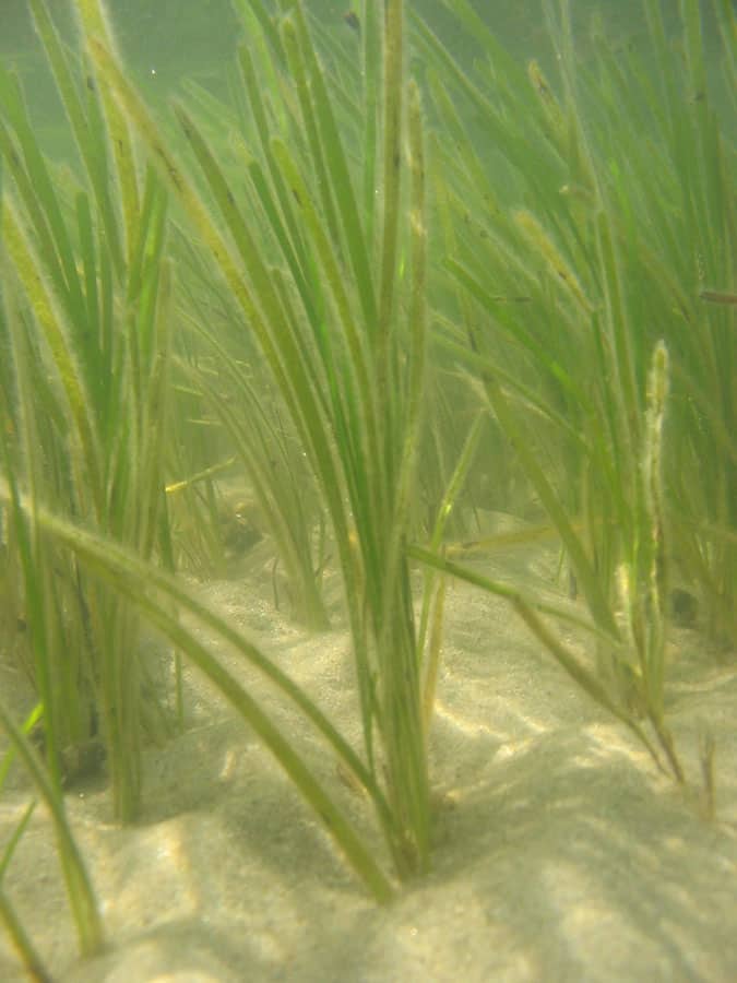 Boosting Scotland's Marine Life: The Role Of Seagrass Planting Boosting Scotland's Marine Life: The Role Of Seagrass Planting