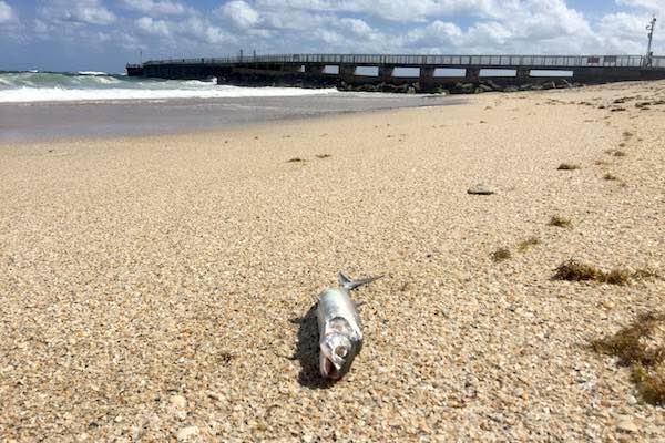 Cape Cod Red Tide Emergency: What You Need To Know