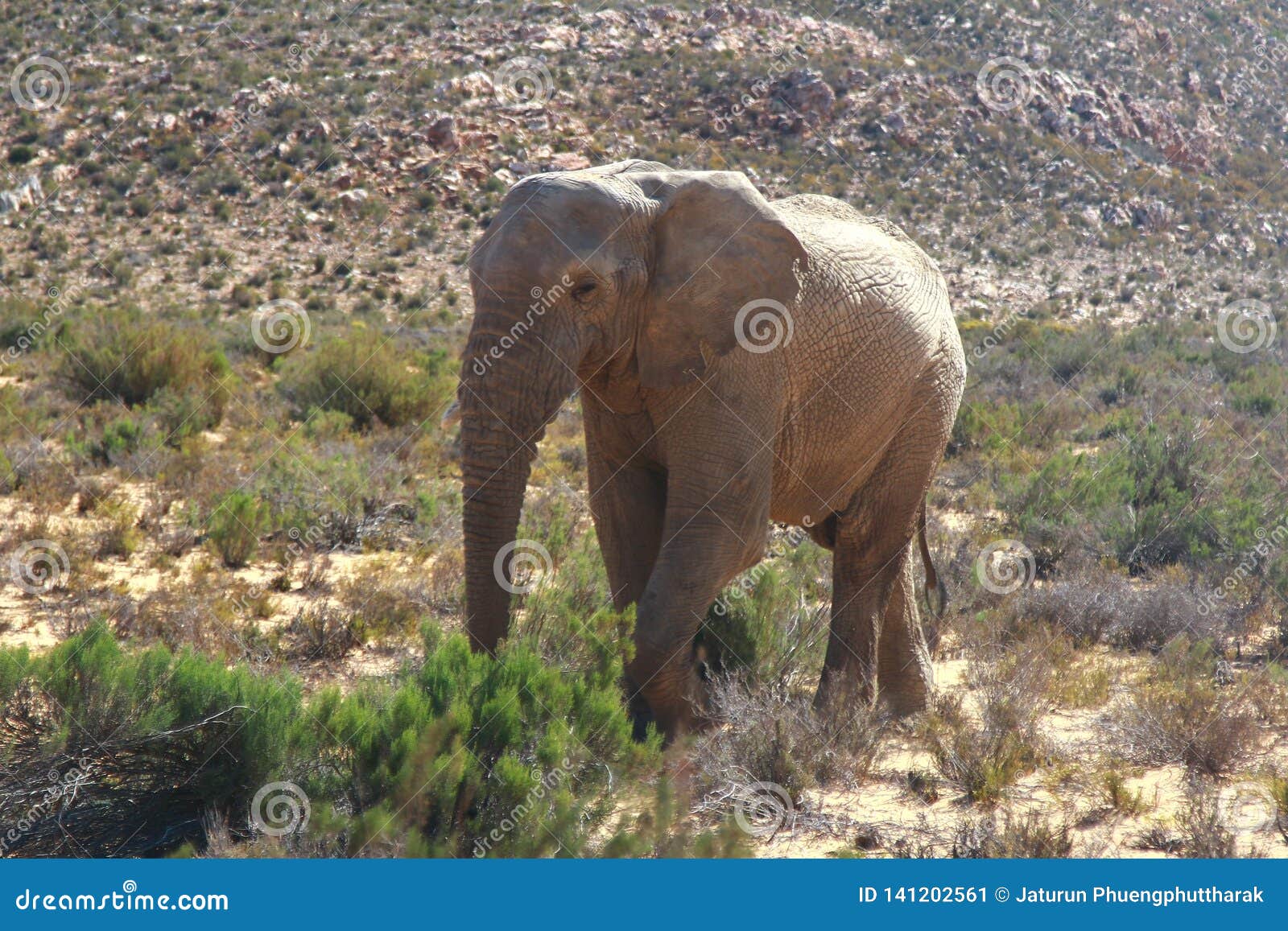 Cape Town Elephant Seal Disrupts Suburban Traffic Cape Town Elephant Seal Disrupts Suburban Traffic