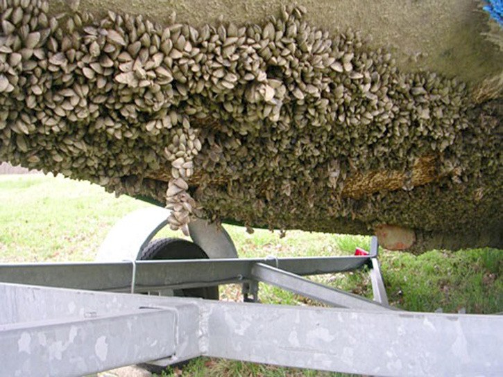 Casper Boat Lift: A Hotspot For Zebra Mussels Casper Boat Lift: A Hotspot For Zebra Mussels
