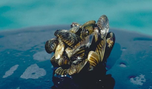 Casper Resident Uncovers Huge Zebra Mussel Problem On New Boat Lift Casper Resident Uncovers Huge Zebra Mussel Problem On New Boat Lift