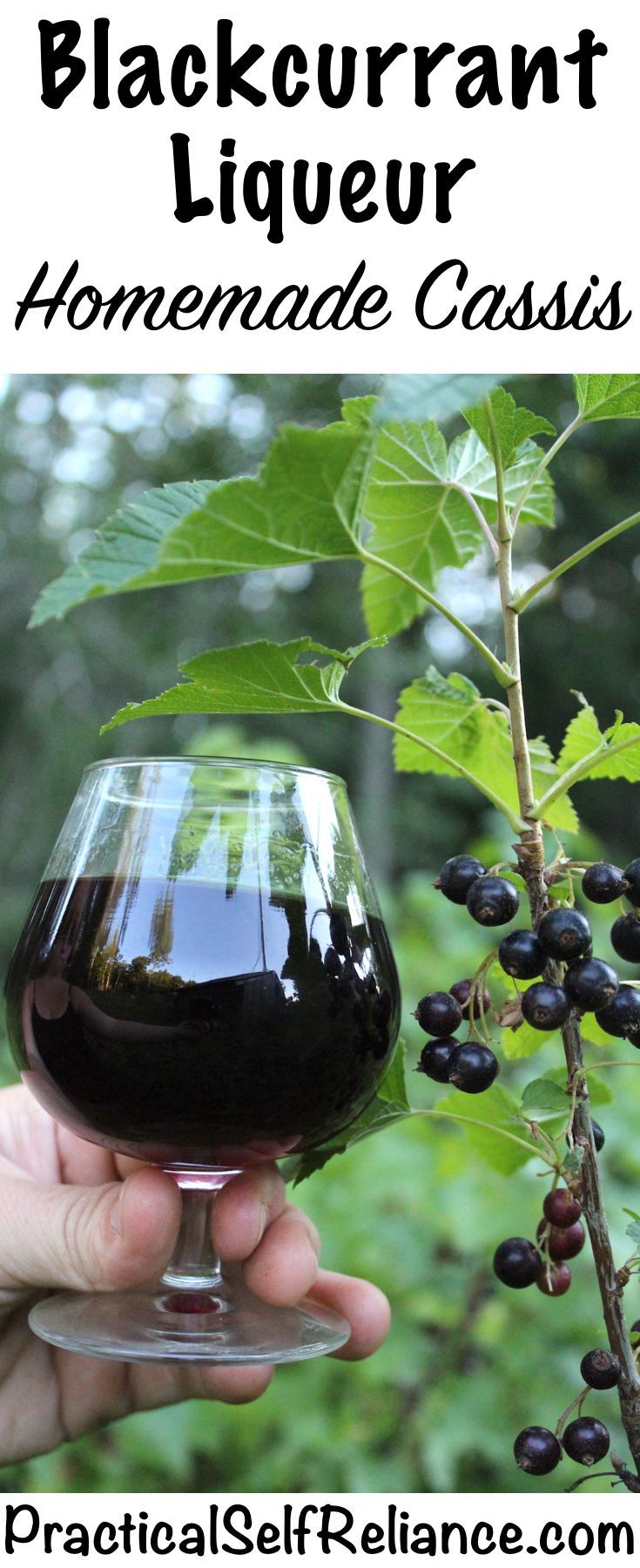 Cassis Blackcurrant Jam And Preserves: Homemade Recipes And Tips Cassis Blackcurrant Jam And Preserves: Homemade Recipes And Tips
