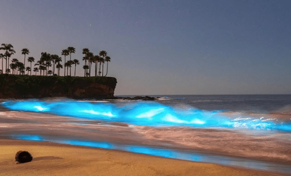 Catch Bioluminescent Waves: The Best SoCal Beaches In Spring And Fall Catch Bioluminescent Waves: The Best SoCal Beaches In Spring And Fall