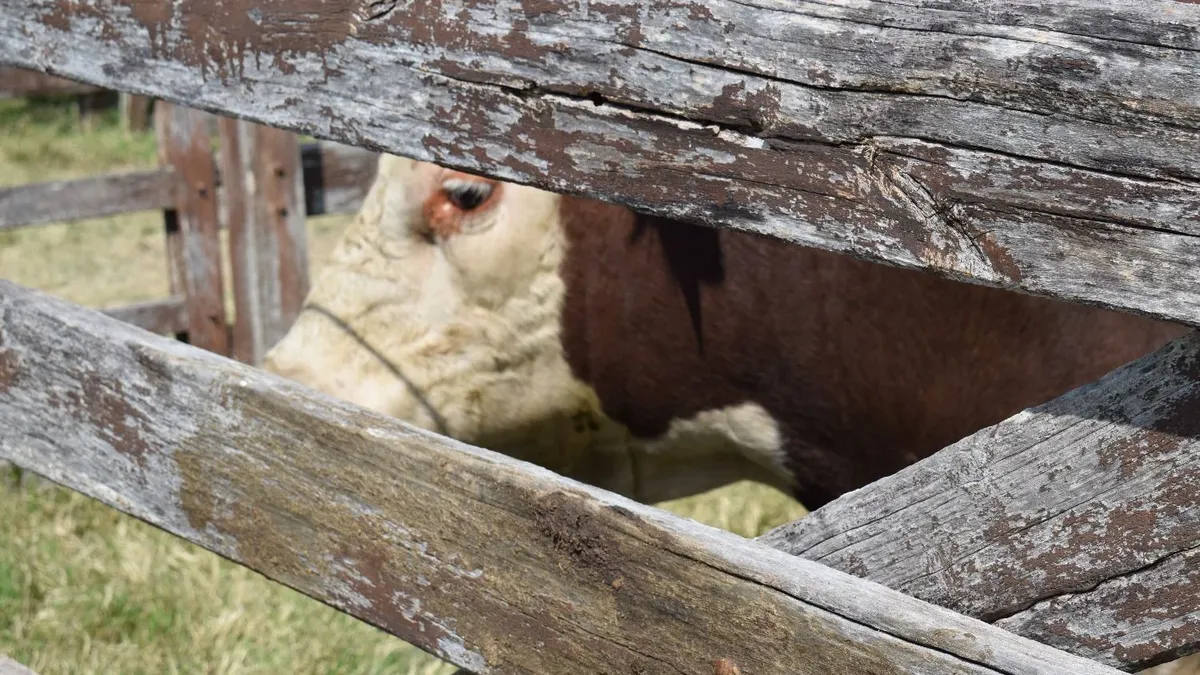 China Recibe Tres Toros Uruguayos: Un Regalo Del Presidente Lacalle Pou A Xi Jinping China Recibe Tres Toros Uruguayos: Un Regalo Del Presidente Lacalle Pou A Xi Jinping