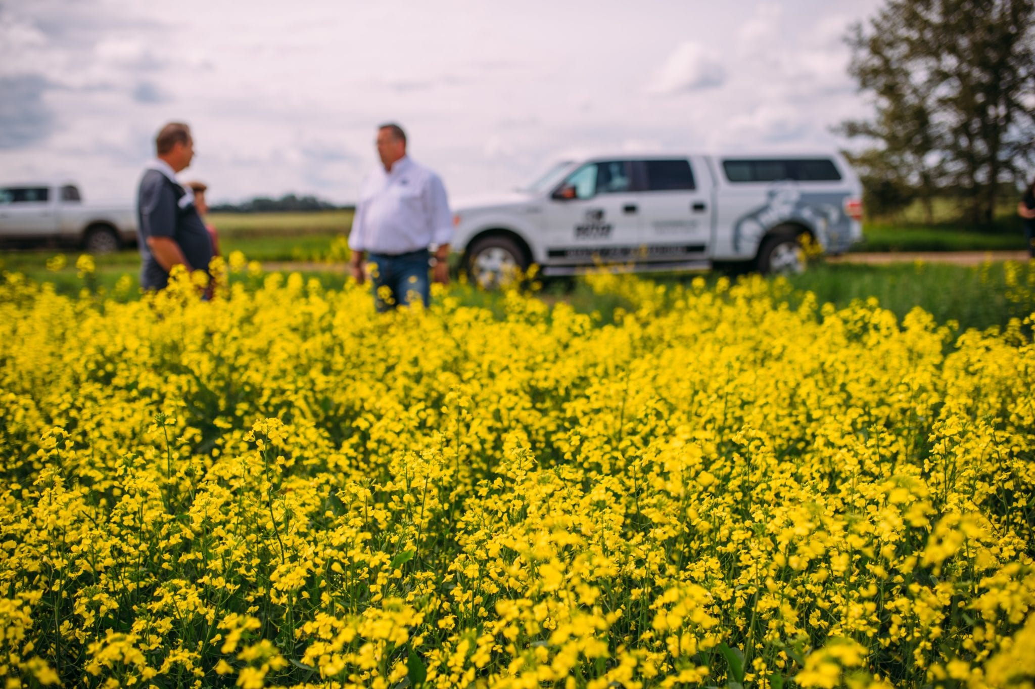 China's Canola Imports: Beyond Canada – New Partnerships And Sources China's Canola Imports: Beyond Canada – New Partnerships And Sources