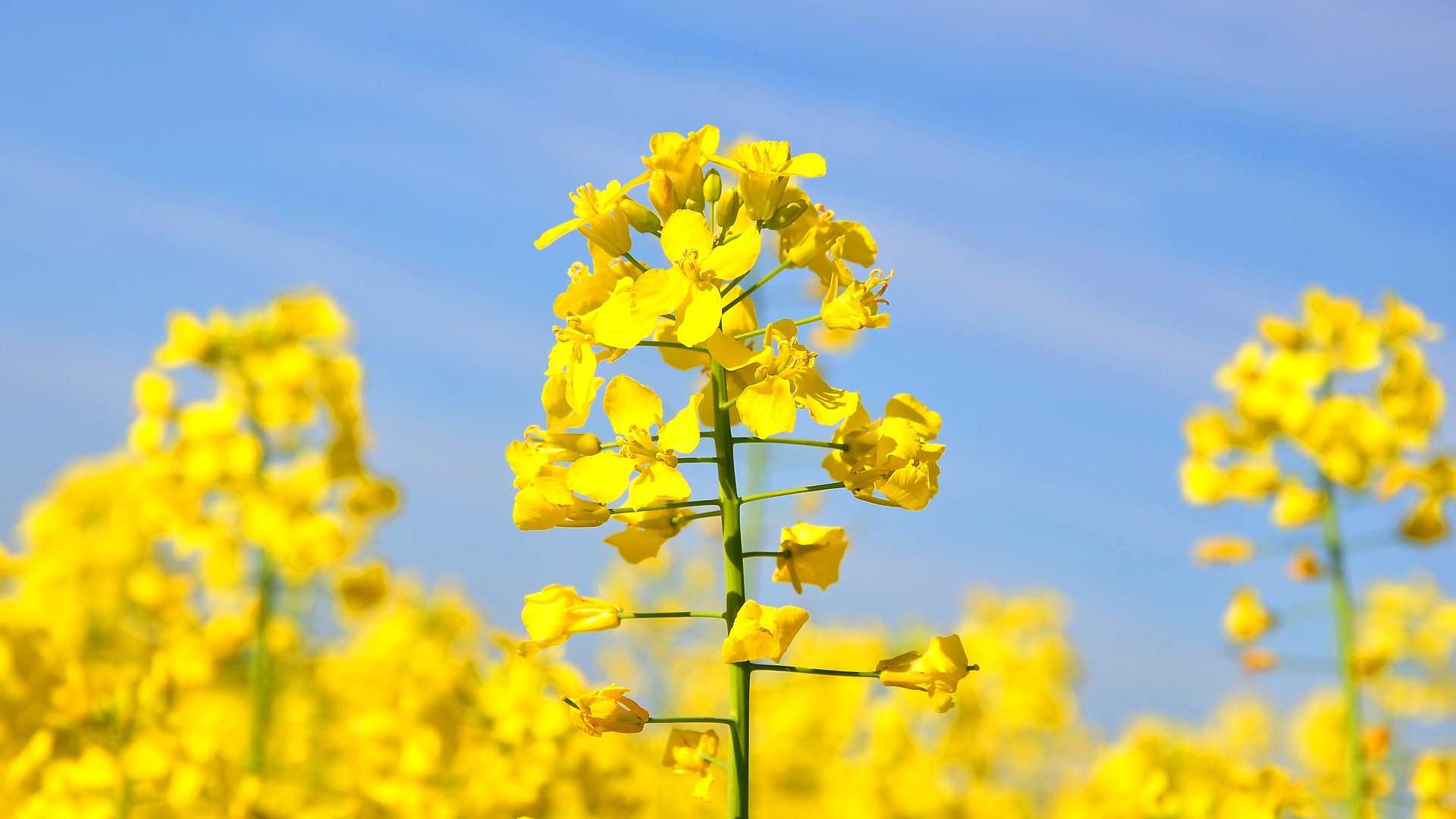 China's Canola Search: New Sources After Canada Rift China's Canola Search: New Sources After Canada Rift