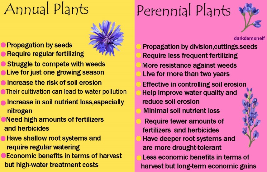 Choosing Between Annuals And Perennials: A Practical Guide For Gardeners Choosing Between Annuals And Perennials: A Practical Guide For Gardeners