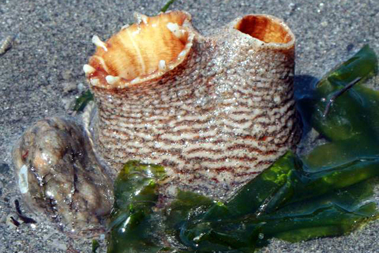 Citizen Science Project Investigates Whidbey Clam Populations Citizen Science Project Investigates Whidbey Clam Populations