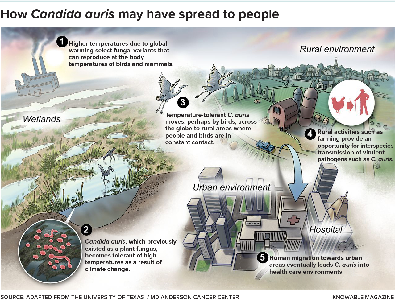 Climate Change And The Increased Prevalence Of Invasive Fungal Diseases Climate Change And The Increased Prevalence Of Invasive Fungal Diseases