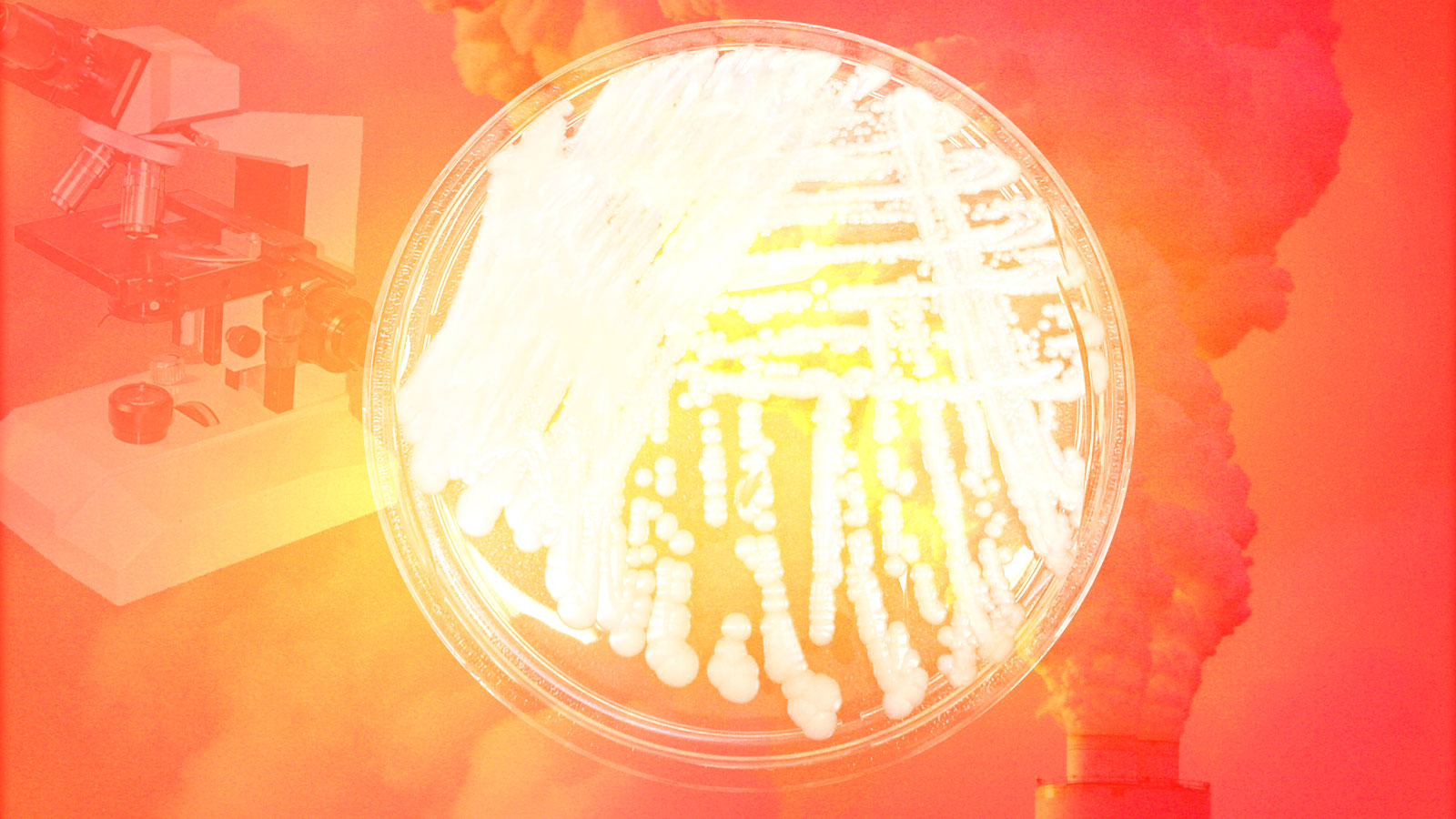Climate Change Fuels The Spread Of Deadly Fungi Climate Change Fuels The Spread Of Deadly Fungi