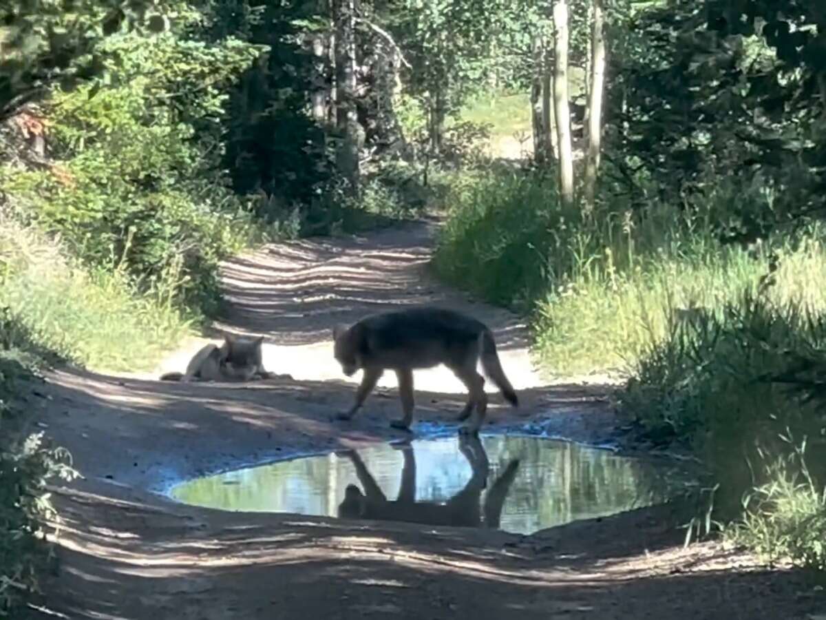 Colorado Gray Wolf Relocated To Wyoming Dies