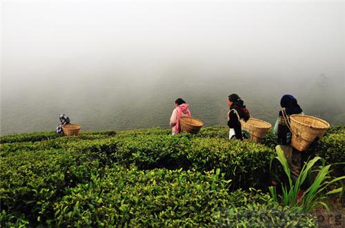 Concerns Mount Over Darjeeling Tea Production: A Detailed Look Concerns Mount Over Darjeeling Tea Production: A Detailed Look