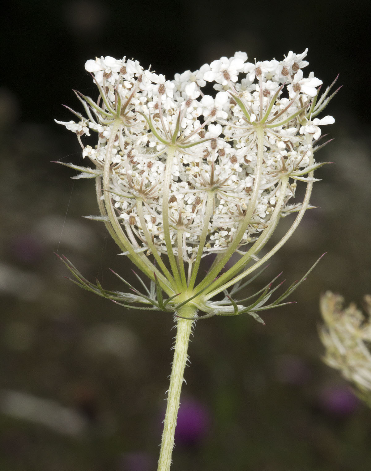 Country Diary: A Wild Carrot Cousin – Foraging And Roasting Tips Country Diary: A Wild Carrot Cousin – Foraging And Roasting Tips