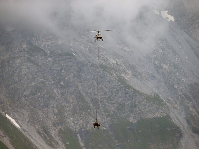 Cows Airlifted From Swiss Village: Operation Hits 96 Successes Cows Airlifted From Swiss Village: Operation Hits 96 Successes