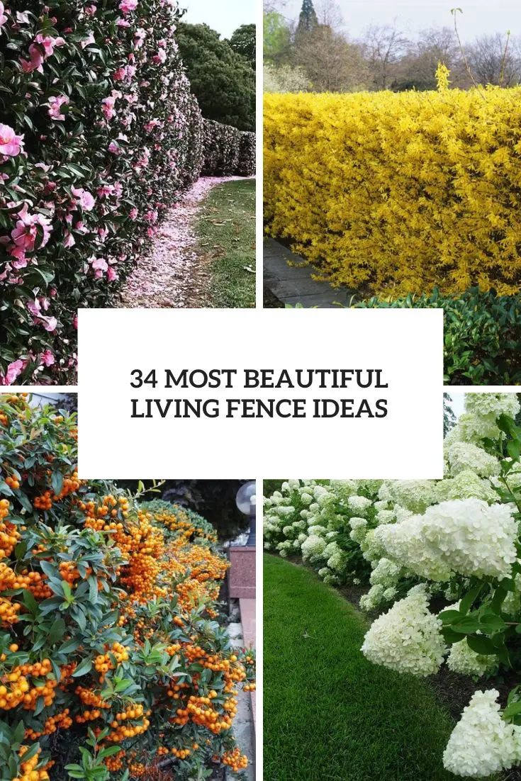 Create A Beautiful & Functional Living Fence: A Practical Guide Create A Beautiful & Functional Living Fence: A Practical Guide