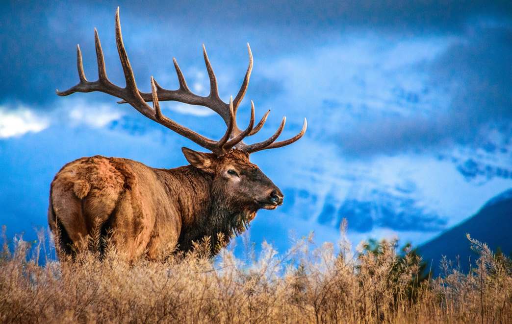 CWD Found In Jackson Hole Elk: Understanding The Risks CWD Found In Jackson Hole Elk: Understanding The Risks