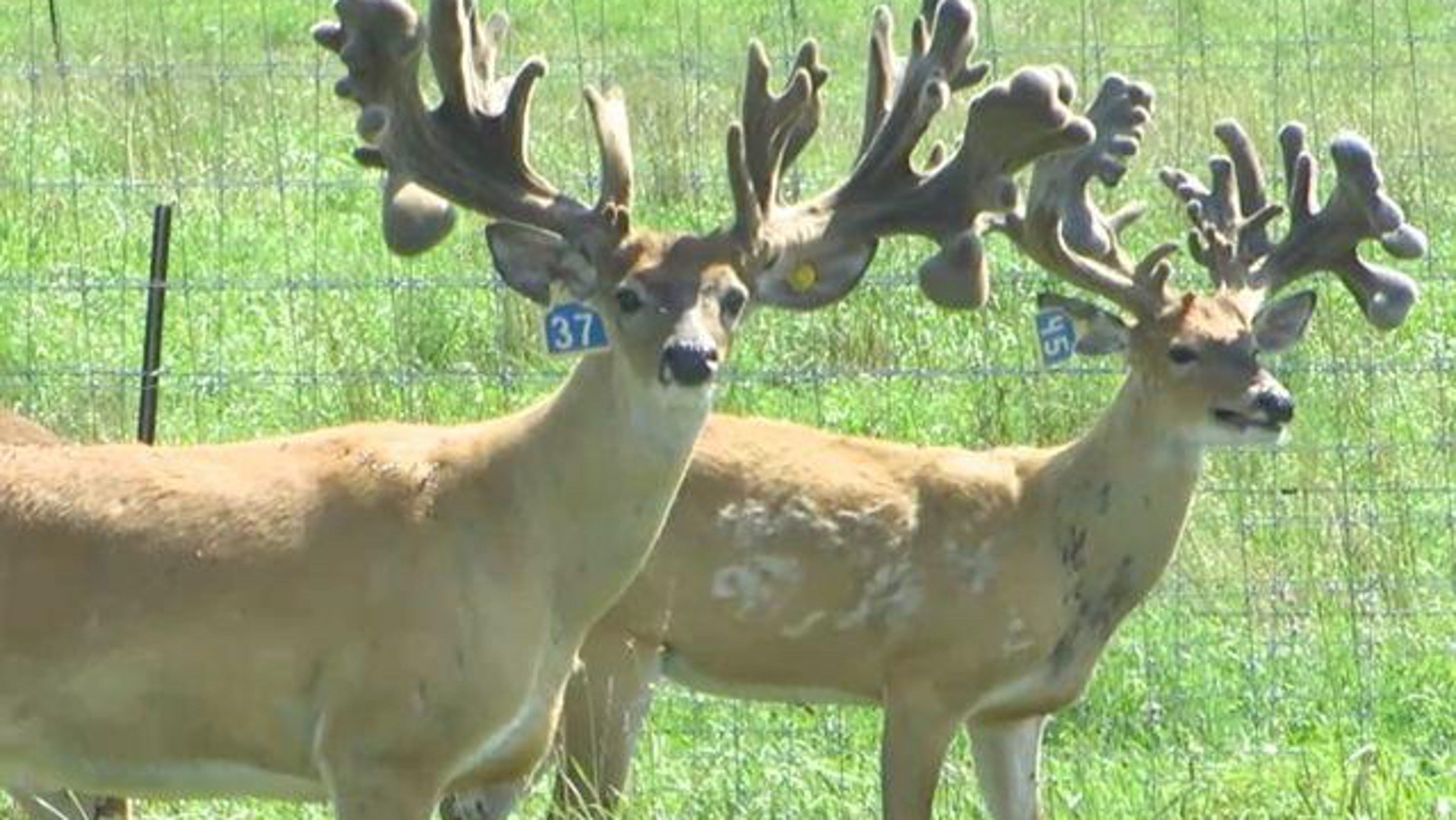 CWD Positive Elk At Jackson Hole Feedground: A Public Health Concern? CWD Positive Elk At Jackson Hole Feedground: A Public Health Concern?