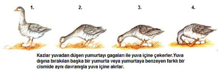 Dahilik Ve Burçlar: Doğuştan Gelen Yetenekler Dahilik Ve Burçlar: Doğuştan Gelen Yetenekler