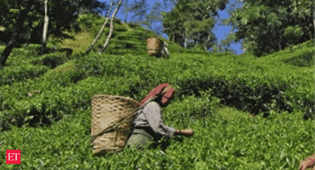 Darjeeling Tea: Examining The Threats To Production Darjeeling Tea: Examining The Threats To Production