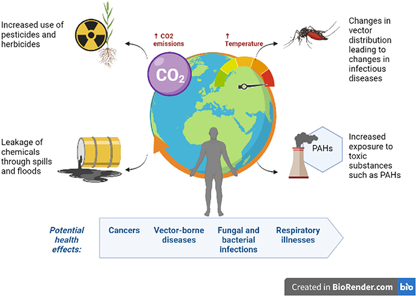 Deadly Fungi: The Impact Of Global Warming On Human Health Deadly Fungi: The Impact Of Global Warming On Human Health