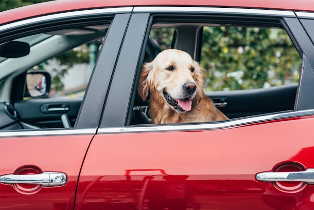 Delhi And Mumbai Residents Can Now Use Uber For Pet Transport Delhi And Mumbai Residents Can Now Use Uber For Pet Transport