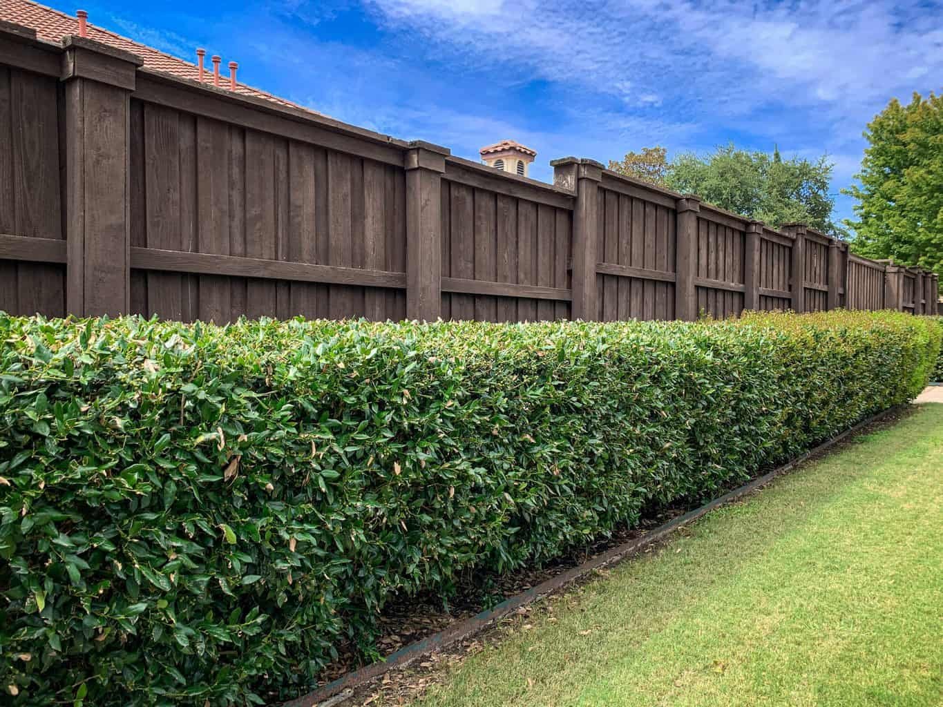 Design And Build Your Own Living Fence Design And Build Your Own Living Fence