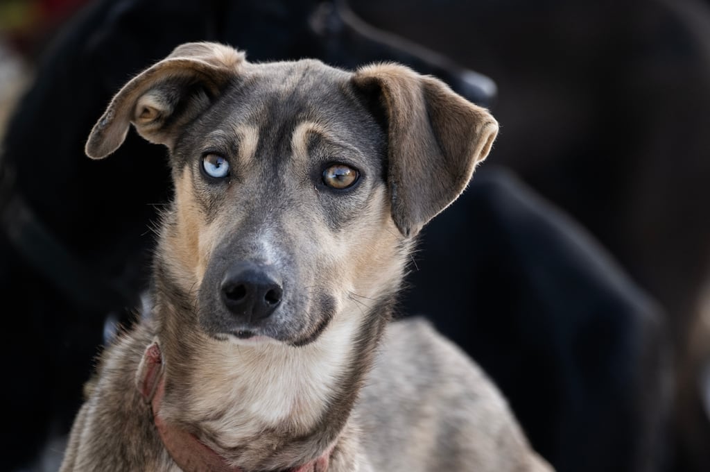 Despite Shorter Race, Fur Rondy Mushers And Dogs Push On Despite Shorter Race, Fur Rondy Mushers And Dogs Push On