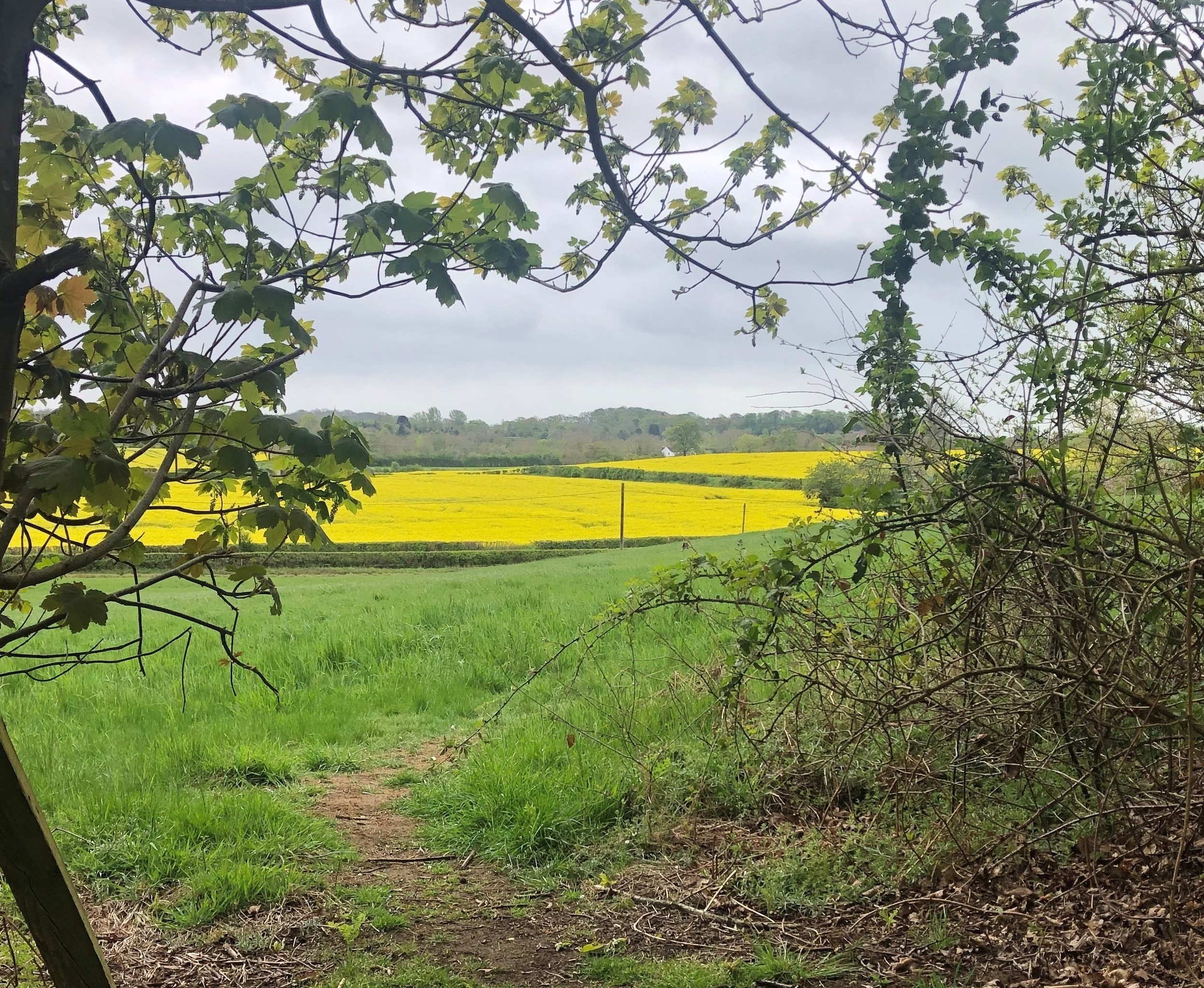 Didcot Dog Walk Supports Mental Health Awareness Week