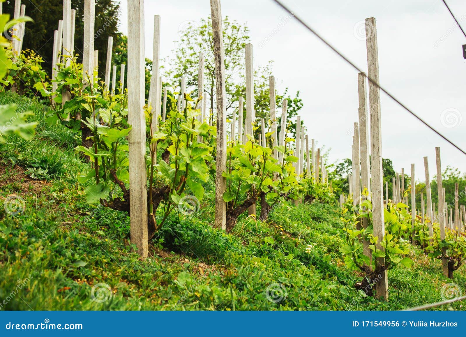 Dijon : 2500 M² Dédiés À Une Nouvelle Plantation De Vignes Aux Valendons Dijon : 2500 M² Dédiés À Une Nouvelle Plantation De Vignes Aux Valendons