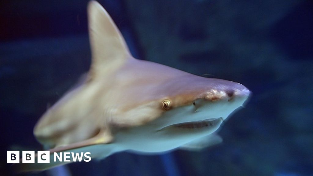 Disappearance And Death At Israeli Beach Known For Shark Activity Disappearance And Death At Israeli Beach Known For Shark Activity