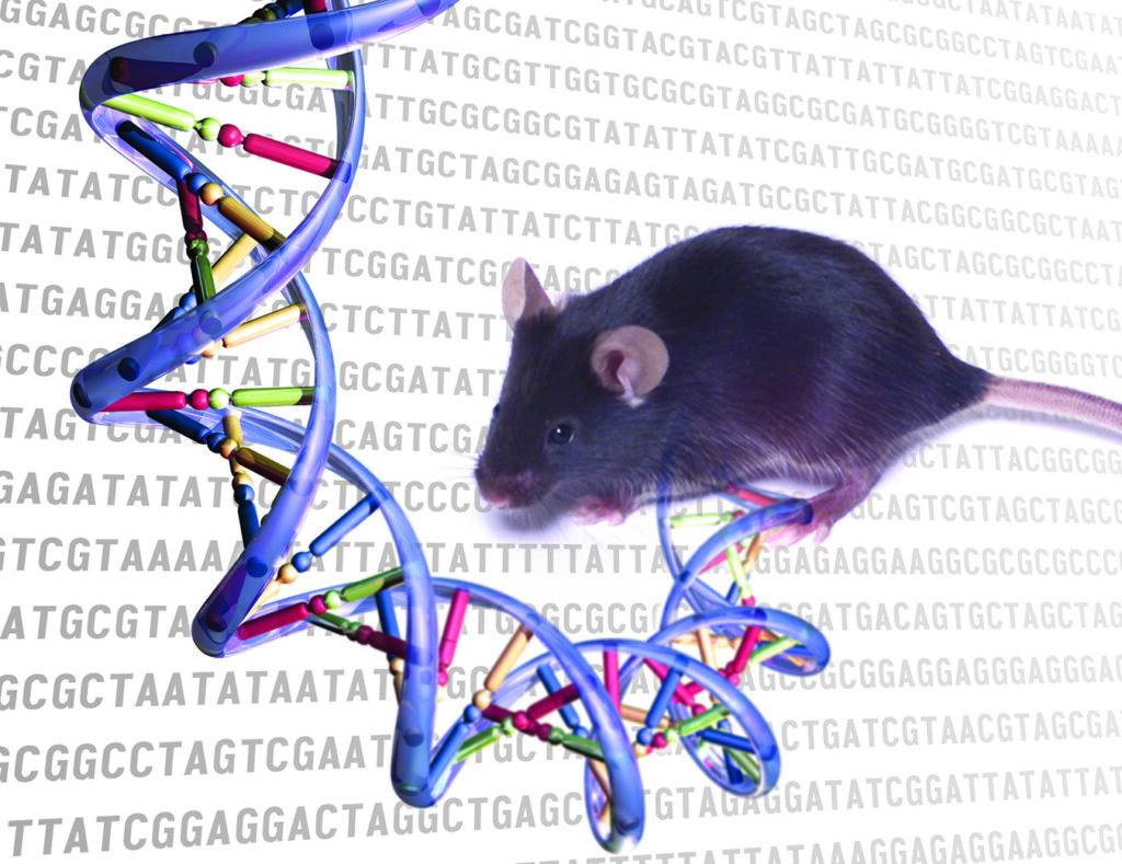 Does The US Government Fund Transgender Mouse Research? A Comprehensive Look Does The US Government Fund Transgender Mouse Research? A Comprehensive Look