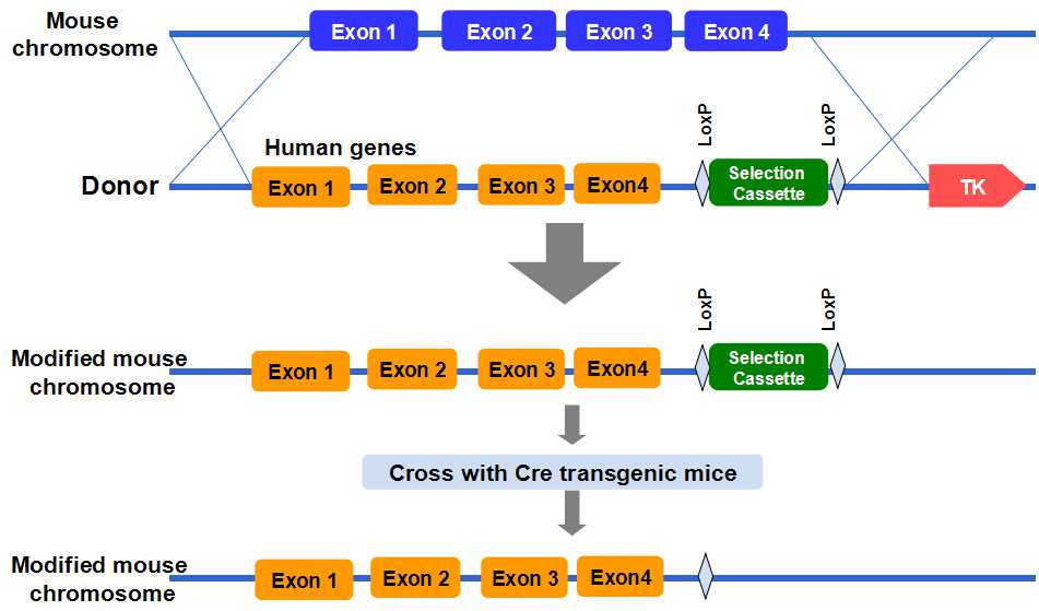 Does US Government Funding Support Transgender Mouse Research? Does US Government Funding Support Transgender Mouse Research?