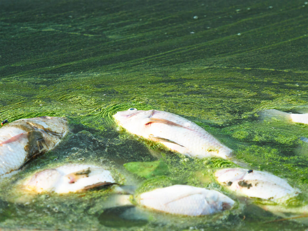 Double Trouble: Back-to-Back Harmful Algal Blooms In Kodiak Impact Shellfish Industry Double Trouble: Back-to-Back Harmful Algal Blooms In Kodiak Impact Shellfish Industry