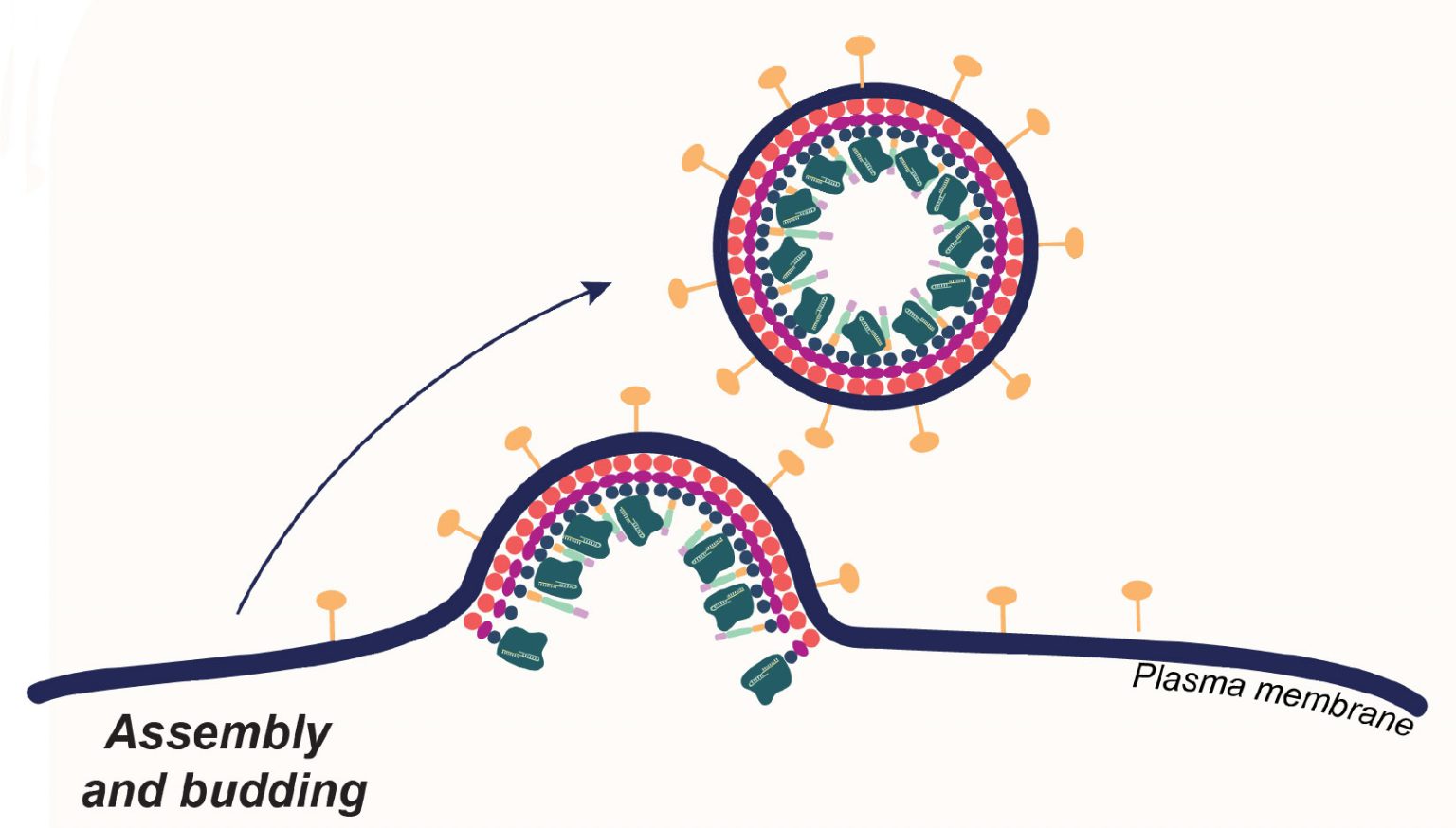 Efficient Whole-Gene Integration In Human Cells Using Powerful CRISPR Technology Efficient Whole-Gene Integration In Human Cells Using Powerful CRISPR Technology