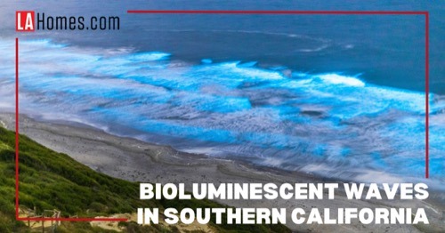 Experience Bioluminescent Waves: Your Guide To SoCal Beaches In Spring And Fall