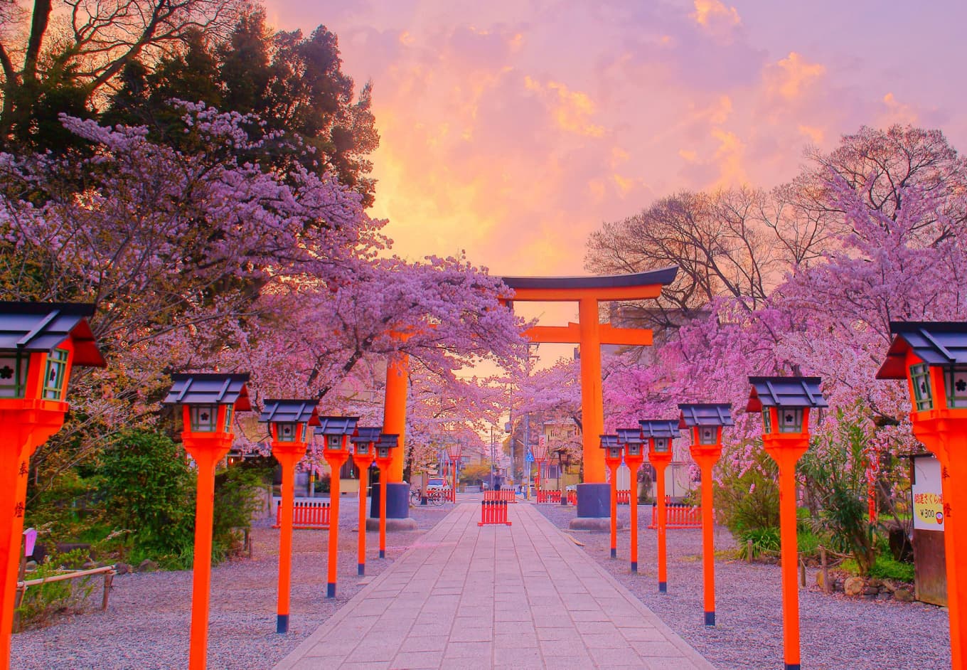 Experience Japan's Cherry Blossoms: A Springwatch Guide Experience Japan's Cherry Blossoms: A Springwatch Guide