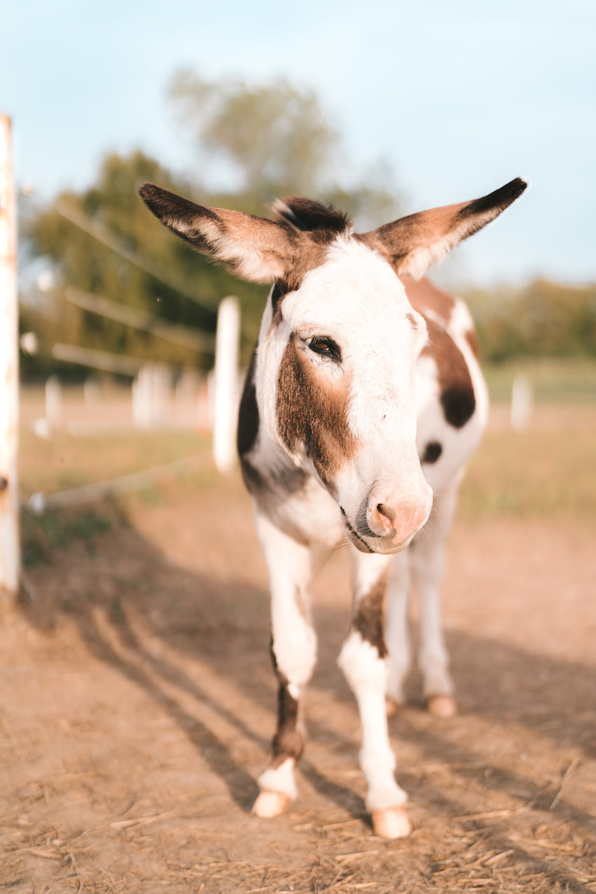 Experience The Southern California Donkey Roundup Experience The Southern California Donkey Roundup