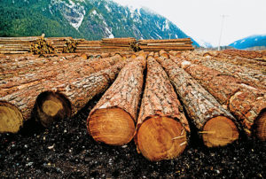 Exploring The Business Empire Of Samuel Dickson: A Canadian Lumber Industry Pioneer Exploring The Business Empire Of Samuel Dickson: A Canadian Lumber Industry Pioneer