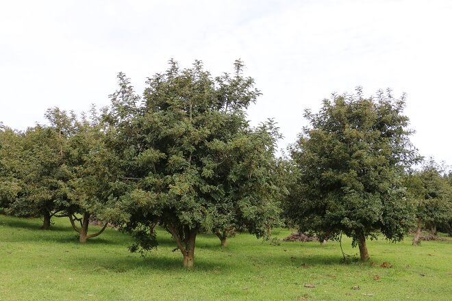 Exportaciones Ganaderas: El Regalo De Uruguay Que Busca Conquistar El Mercado Chino Exportaciones Ganaderas: El Regalo De Uruguay Que Busca Conquistar El Mercado Chino