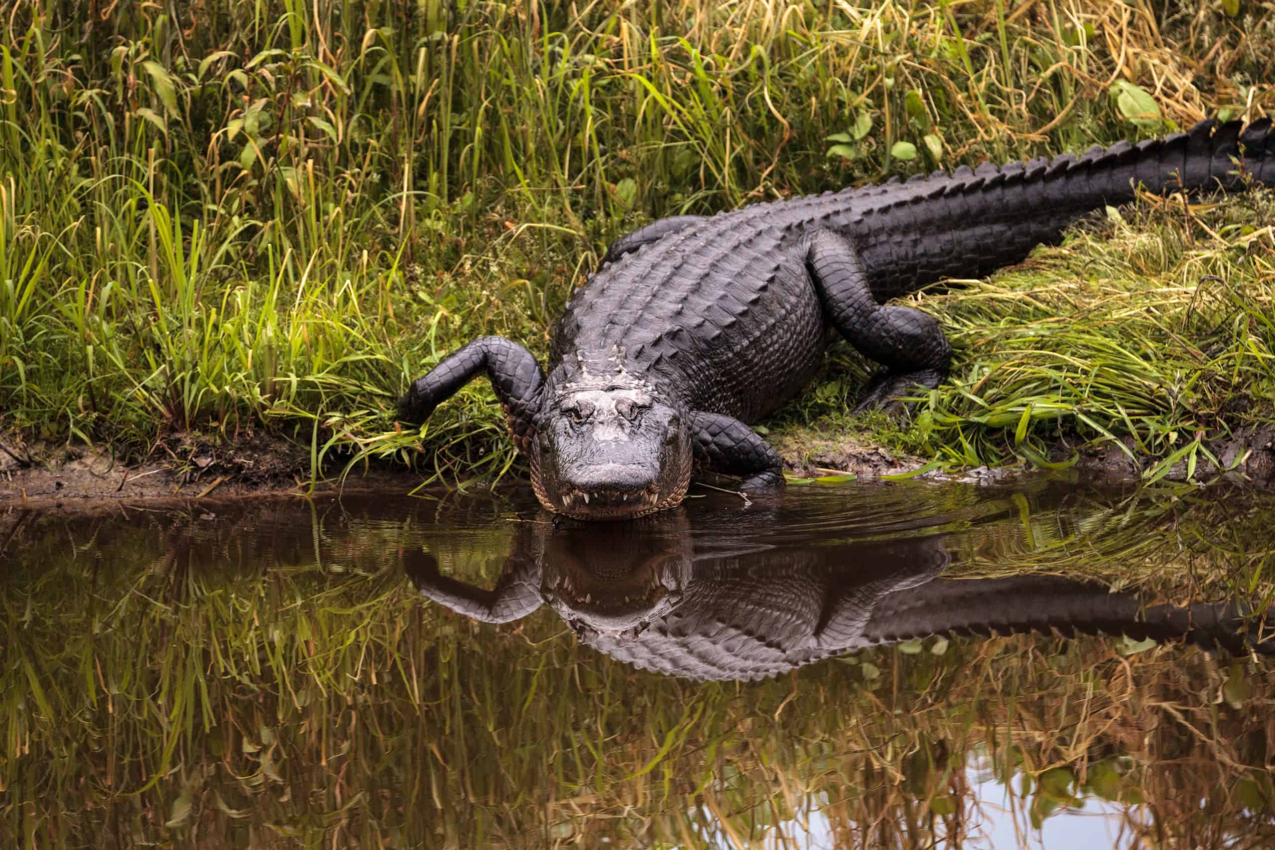 Filming Alligators In Florida Springs: A Guide For Filmmakers Filming Alligators In Florida Springs: A Guide For Filmmakers